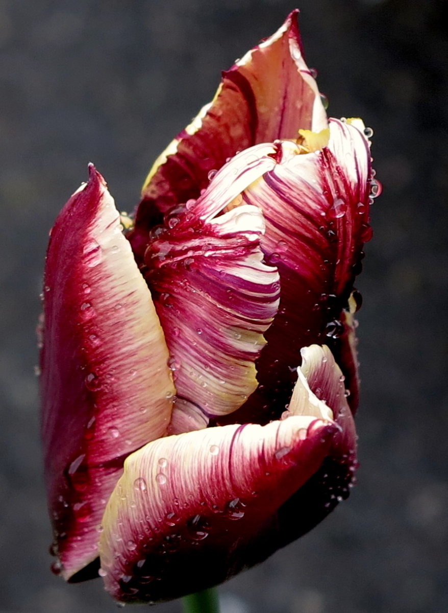 parrot tulip