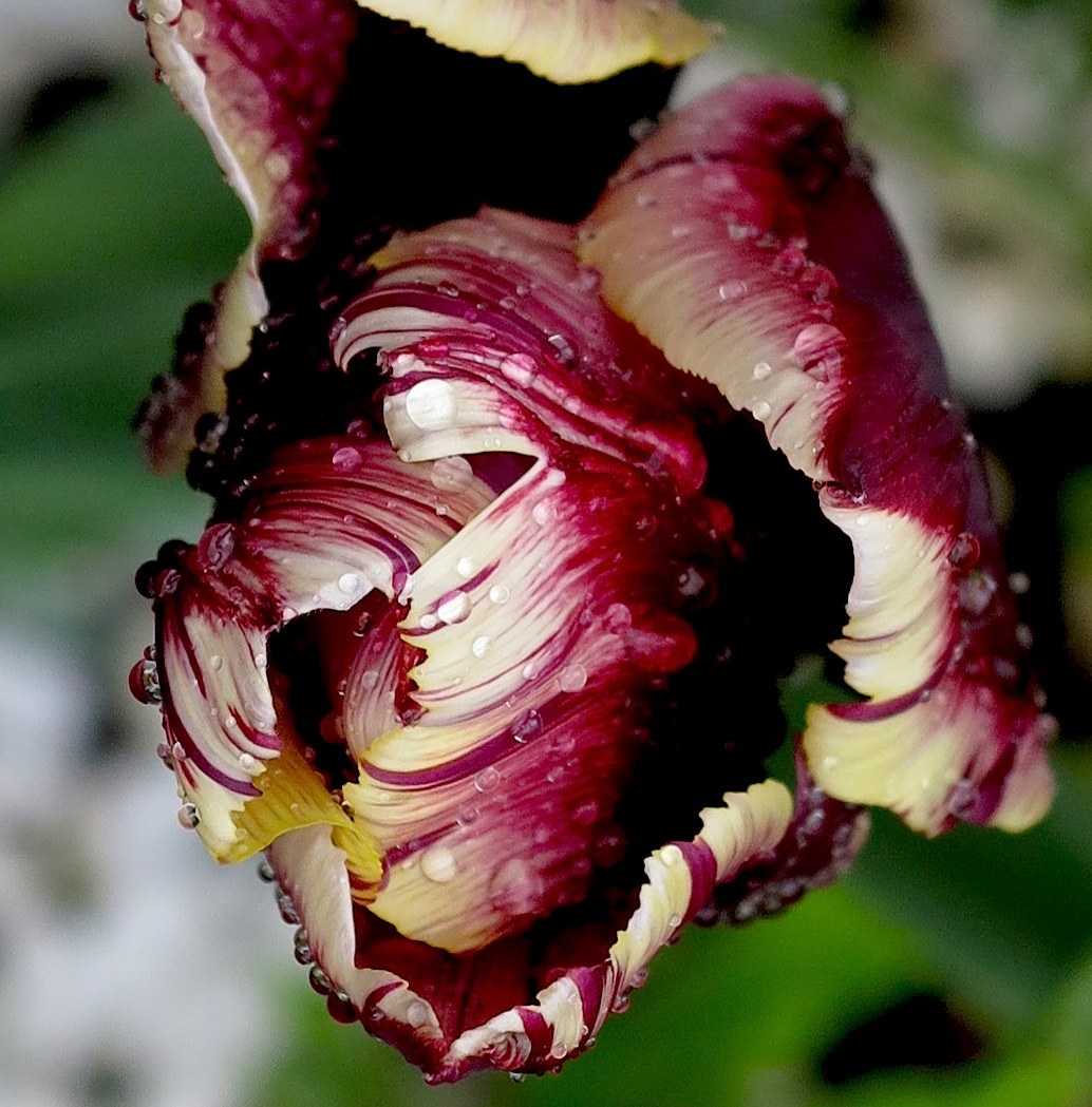 parrot tulip