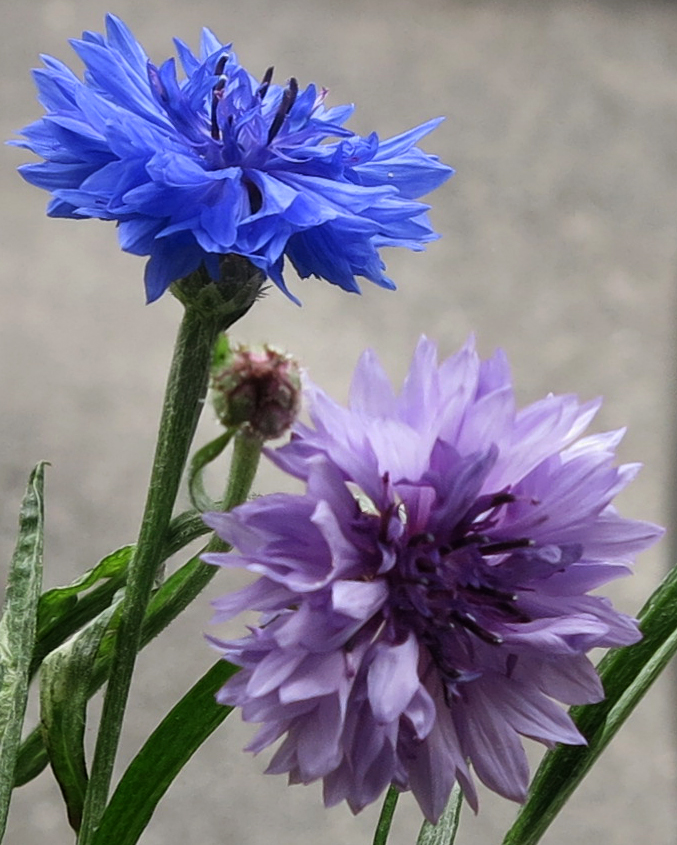 cornflower