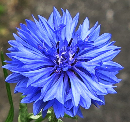 cornflower