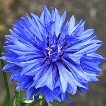 cornflower