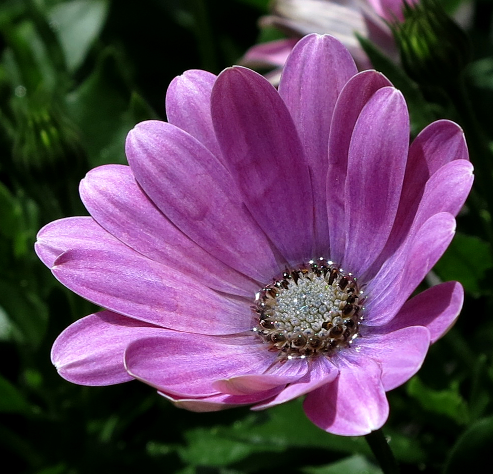 daisybush