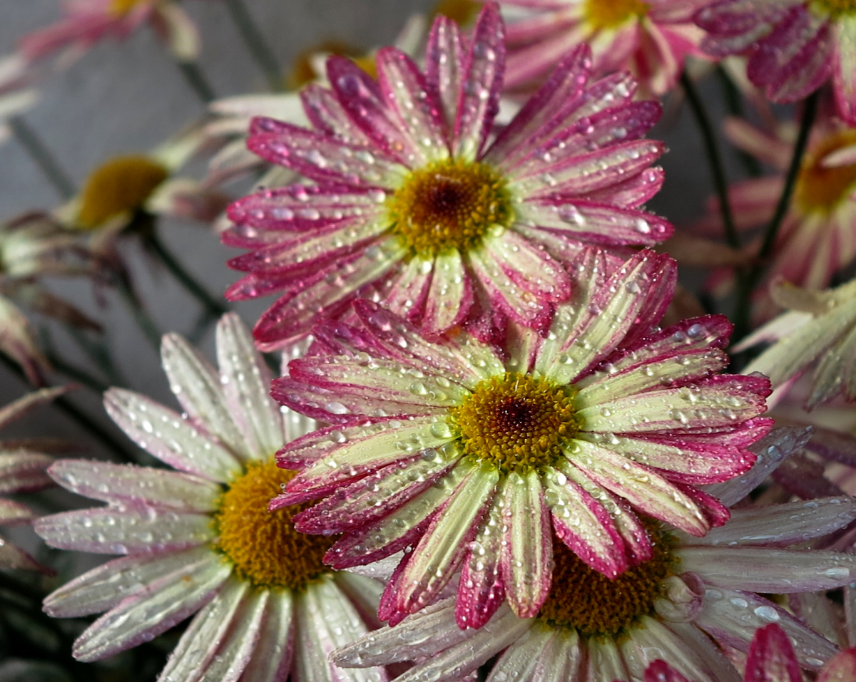 daisybush