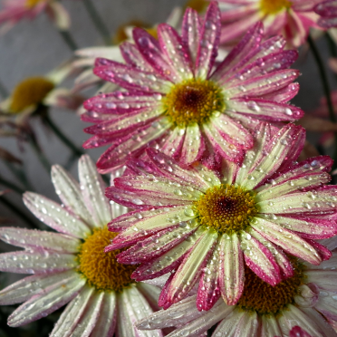daisybush