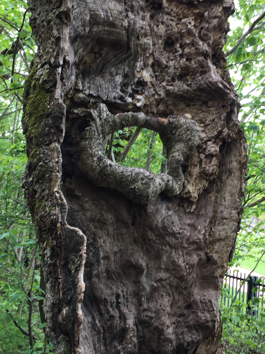 oak