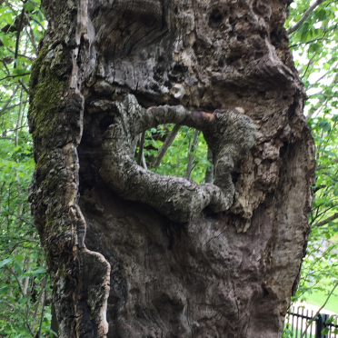 oak
