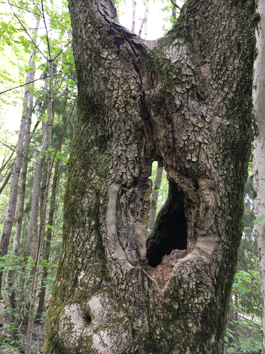 oak