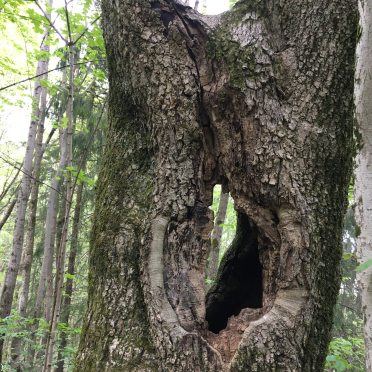 oak