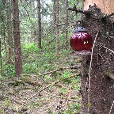 decorated forest