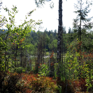 tapatjern