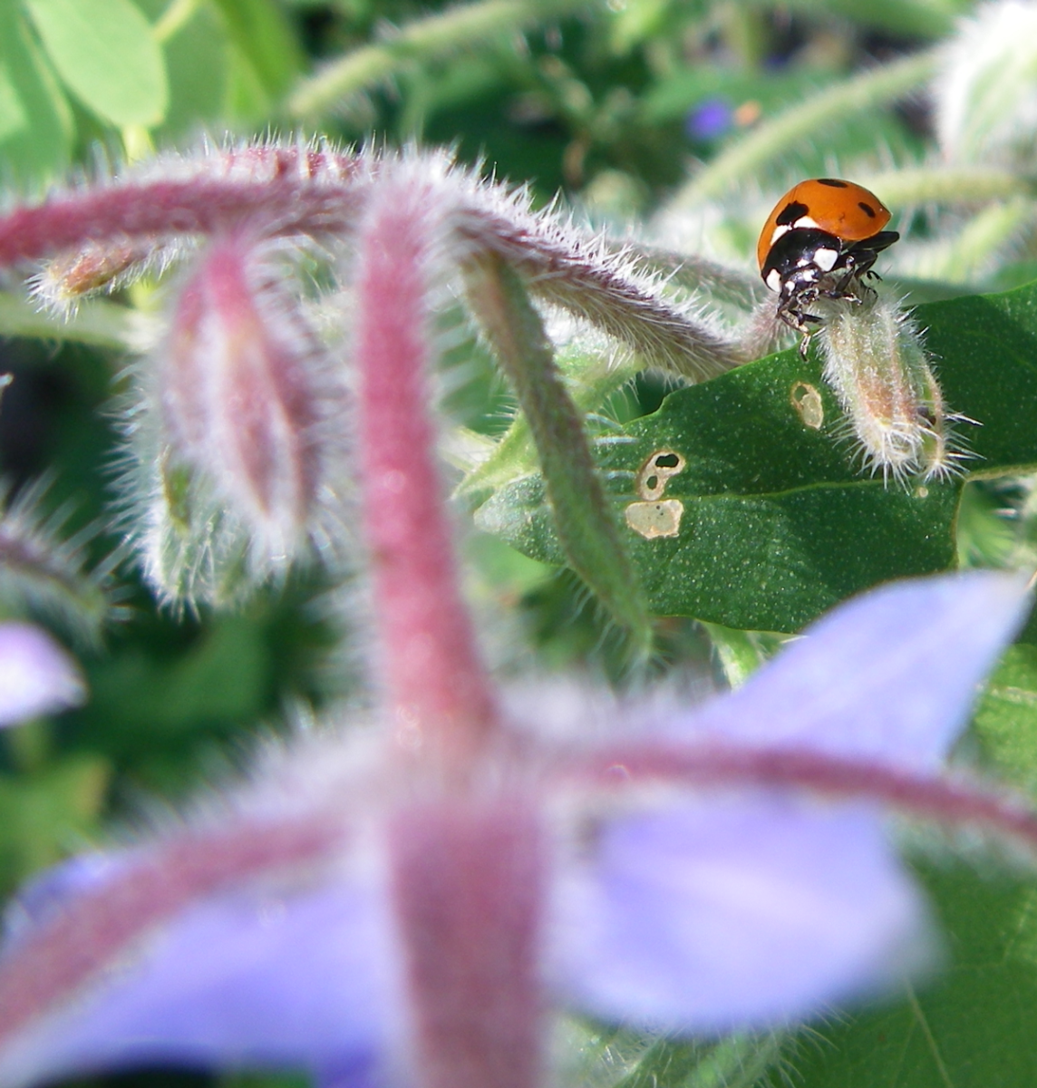ladybird on borage
