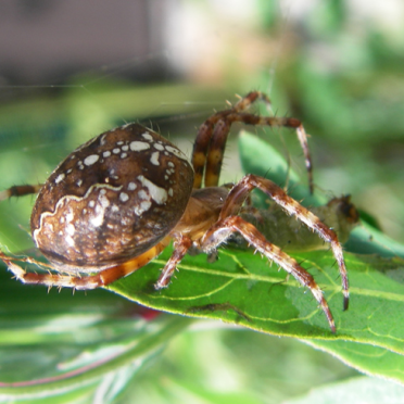 garden spider