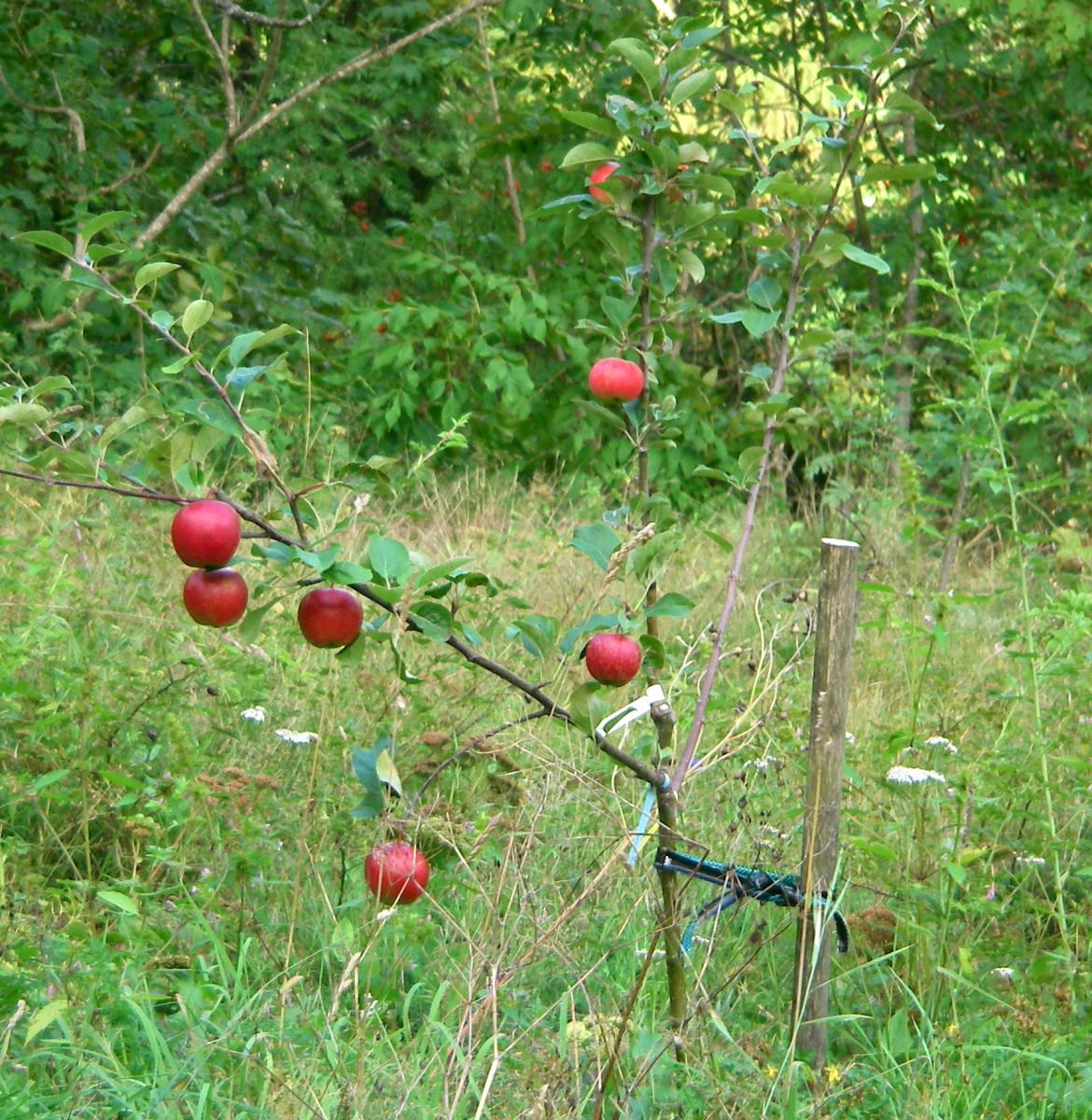 apple tree