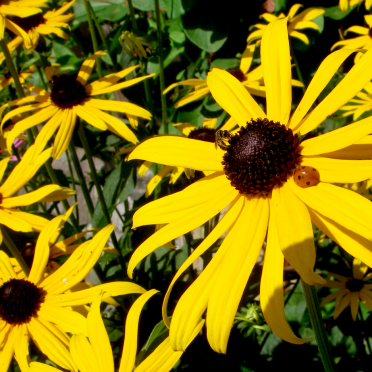 echinaceae