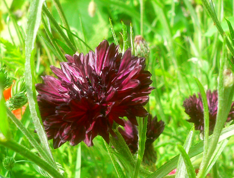 corn flower