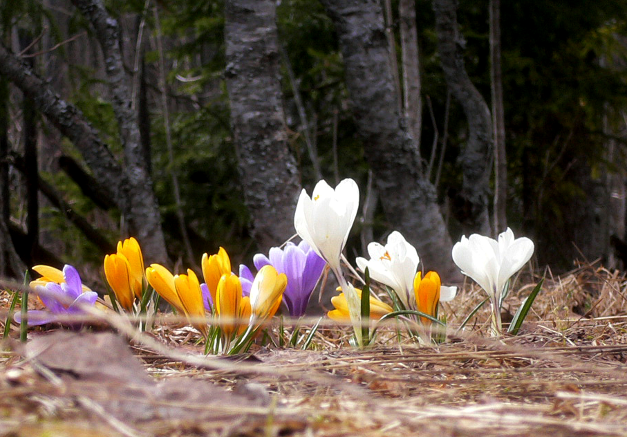 Crocus longiflorus