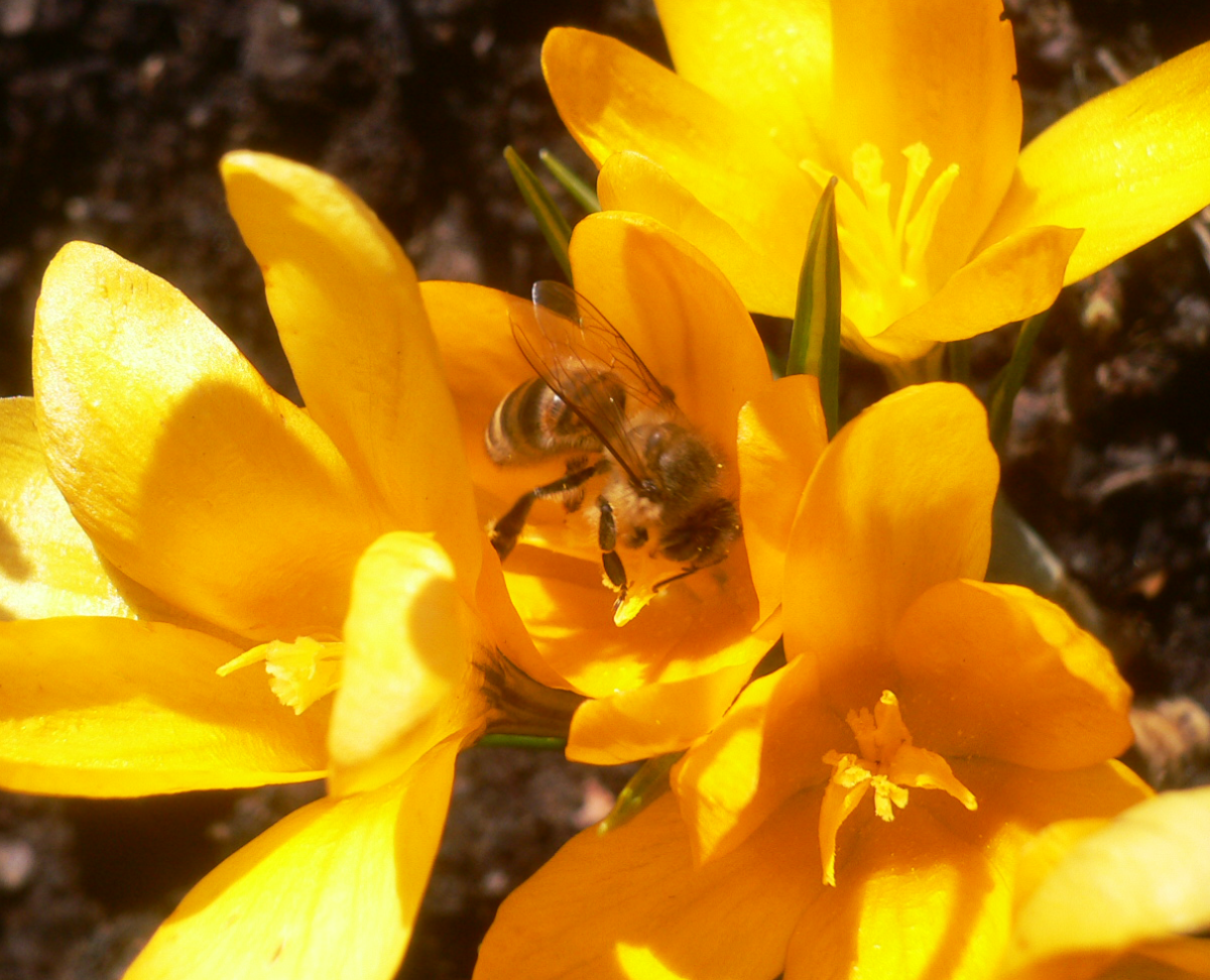 crocus
