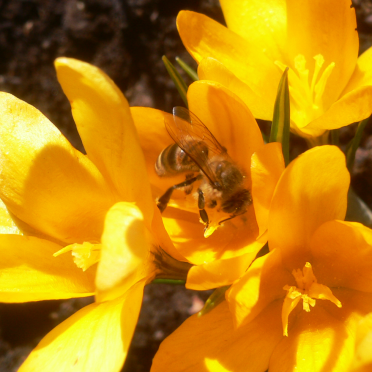 crocus