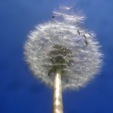 dandelion