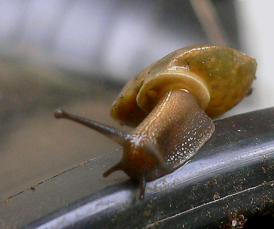 lapidary snail