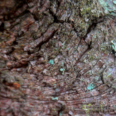 bark