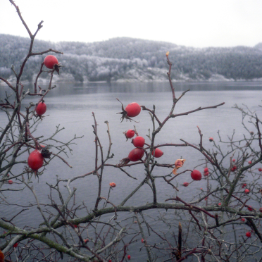 wild rose