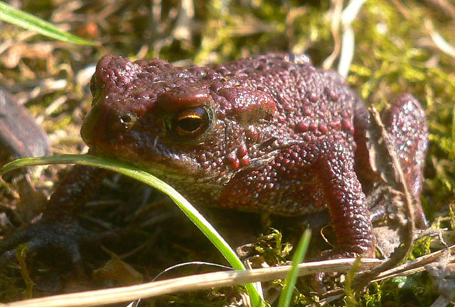 toad
