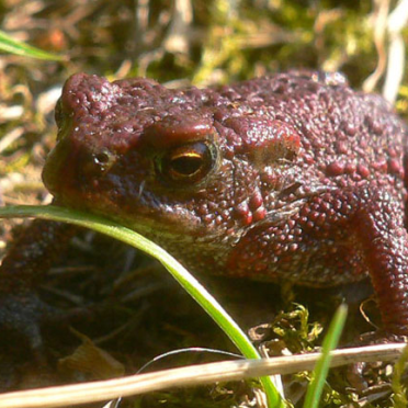 toad