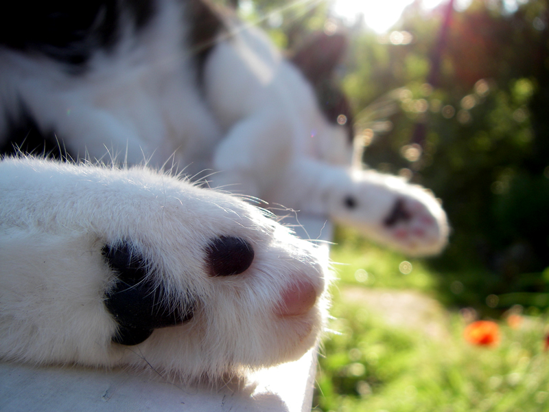 kitty in summer