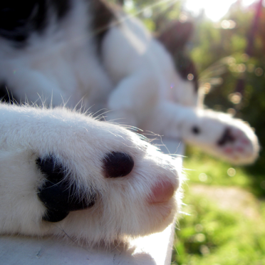 kitty in summer
