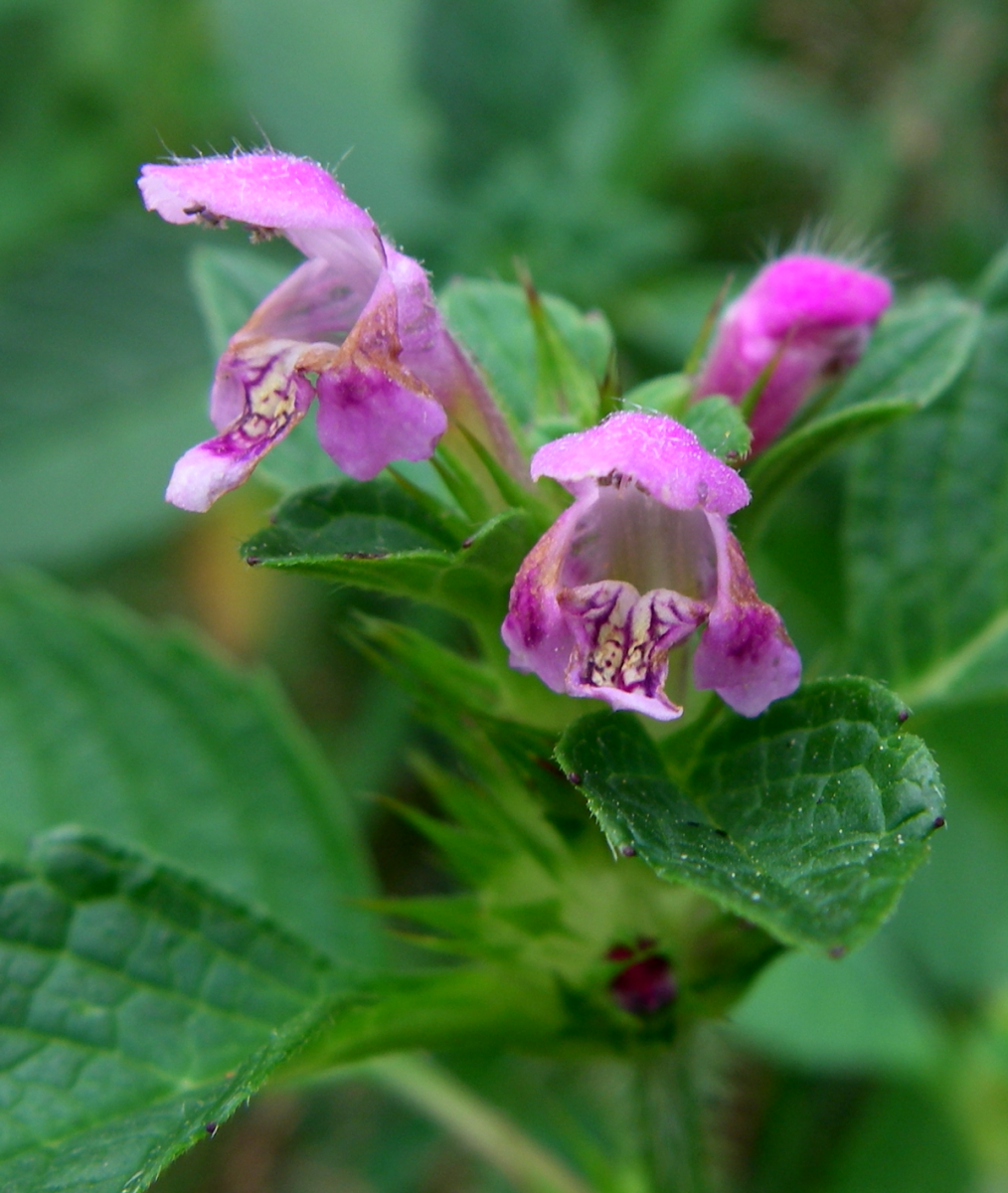 red deadnettle