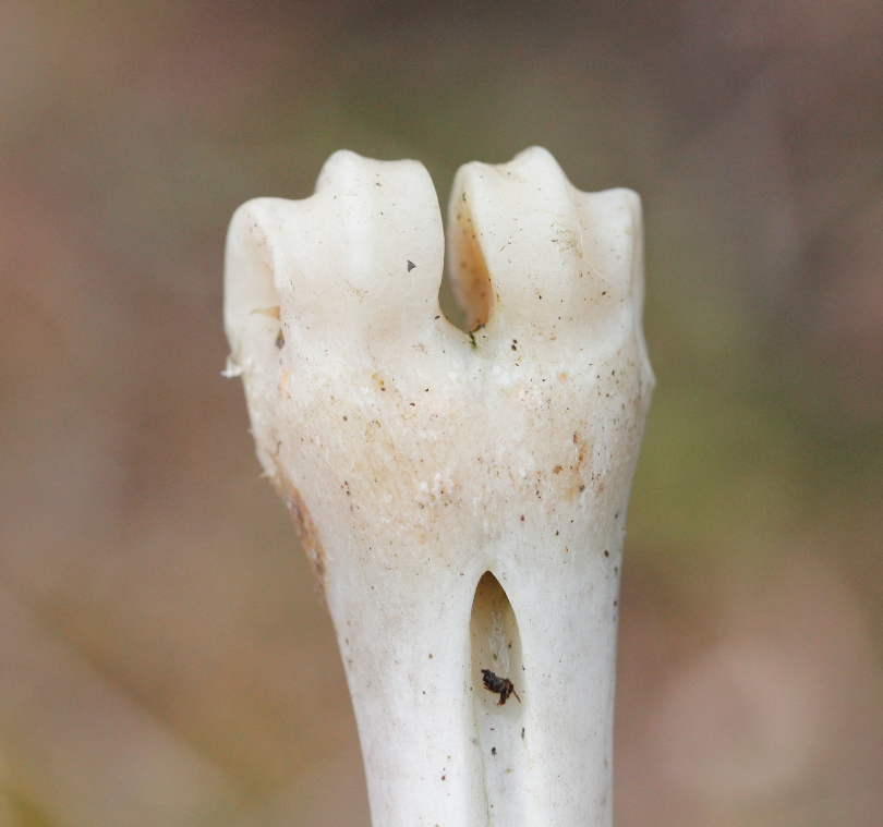 metatarsal, roe deer