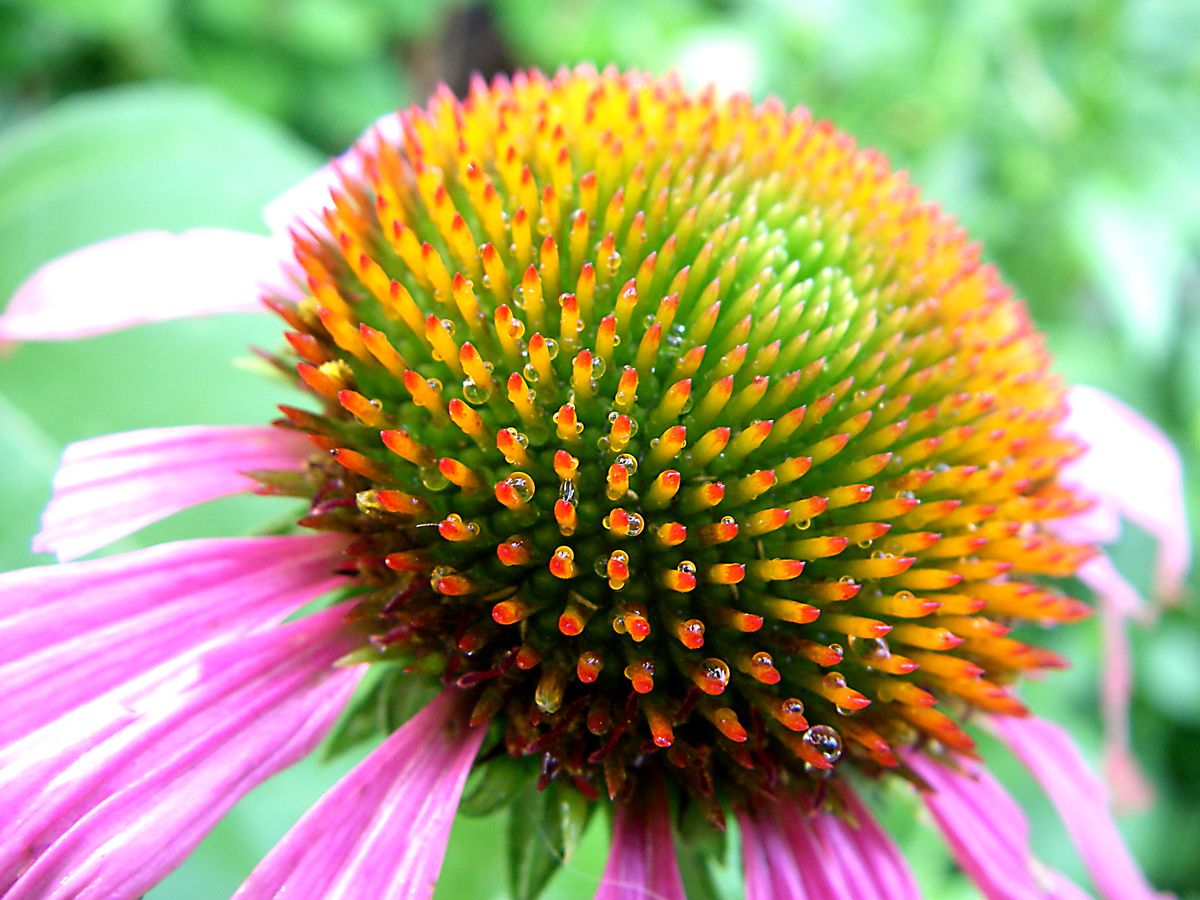 Echinacea