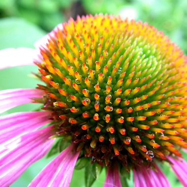 Echinacea