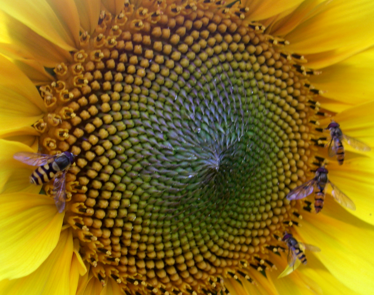 flies on sunflower