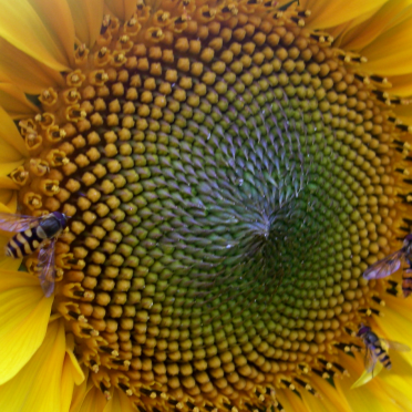 flies on sunflower