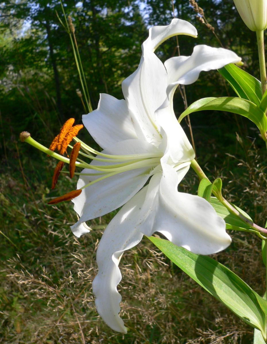 madonna lily