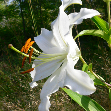 madonna lily