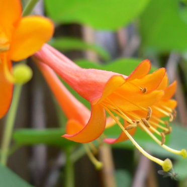 honeysuckle