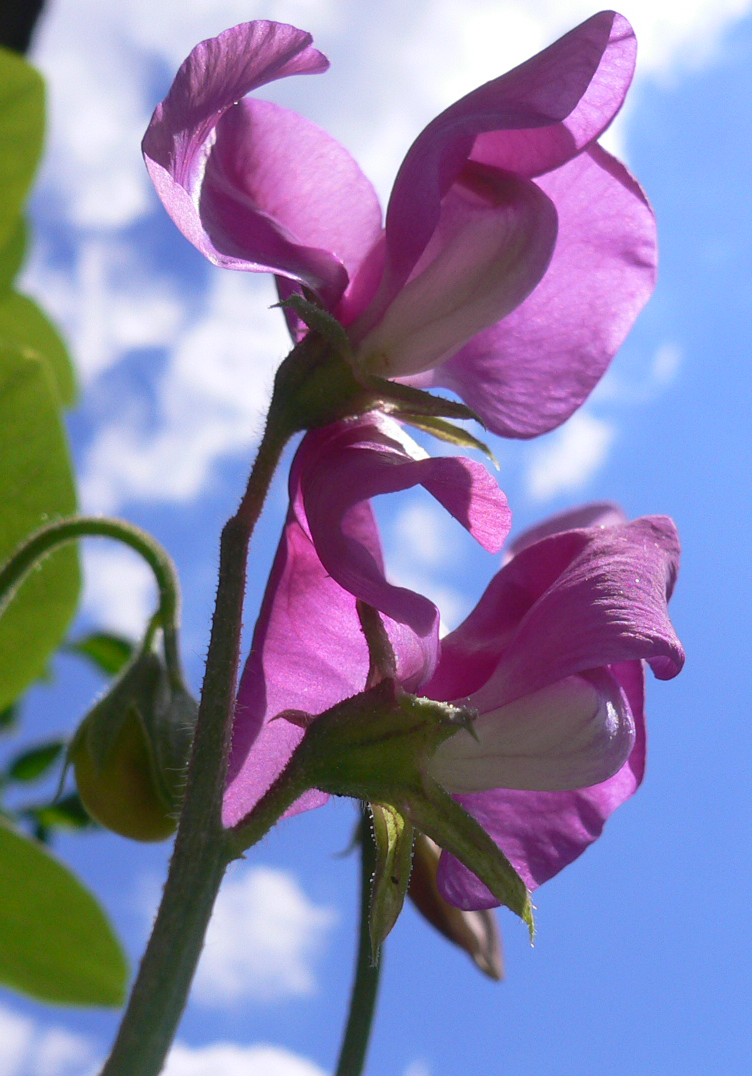 sweetpeas
