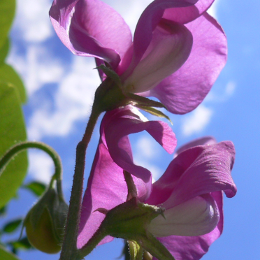 sweetpeas