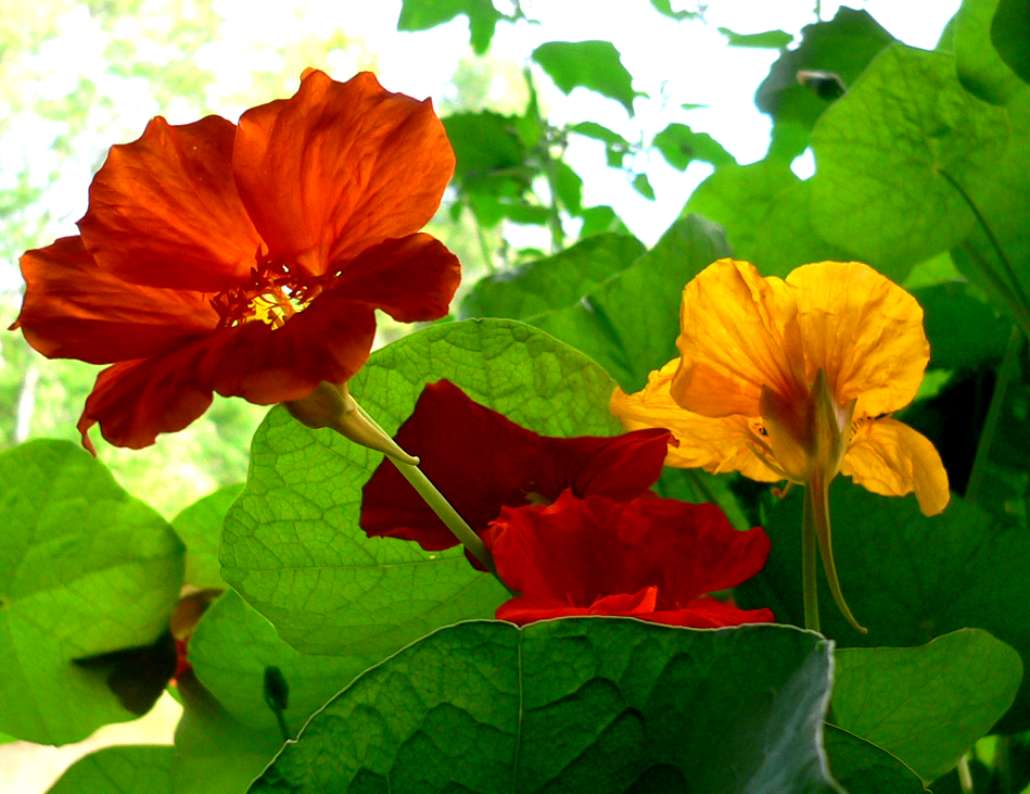 nasturtiums