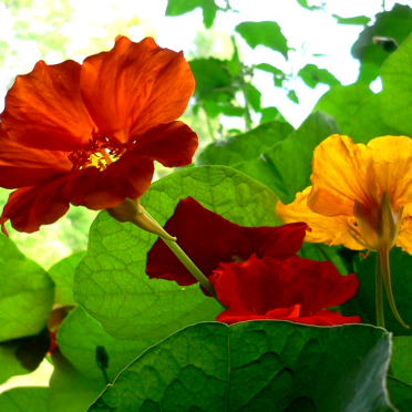 nasturtiums