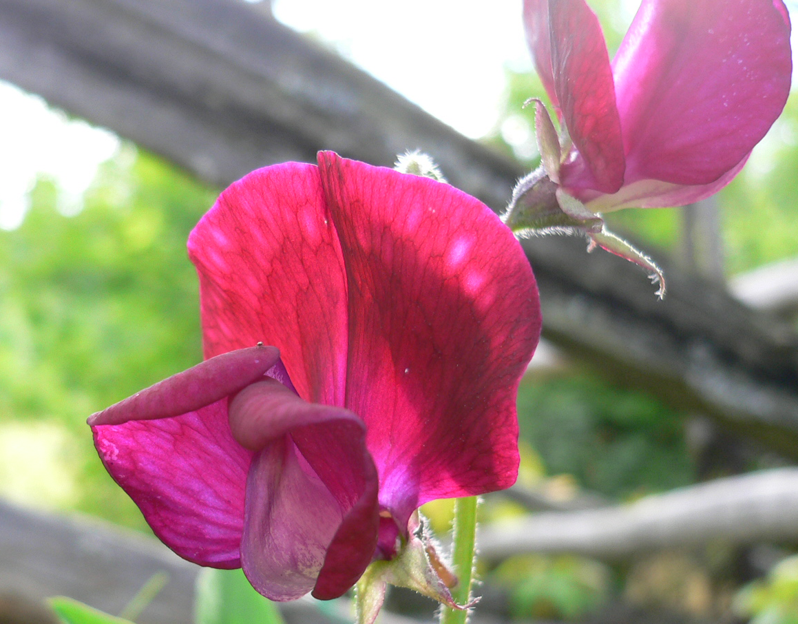 sweet peas