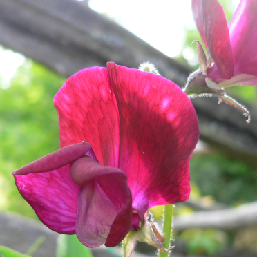 sweet peas