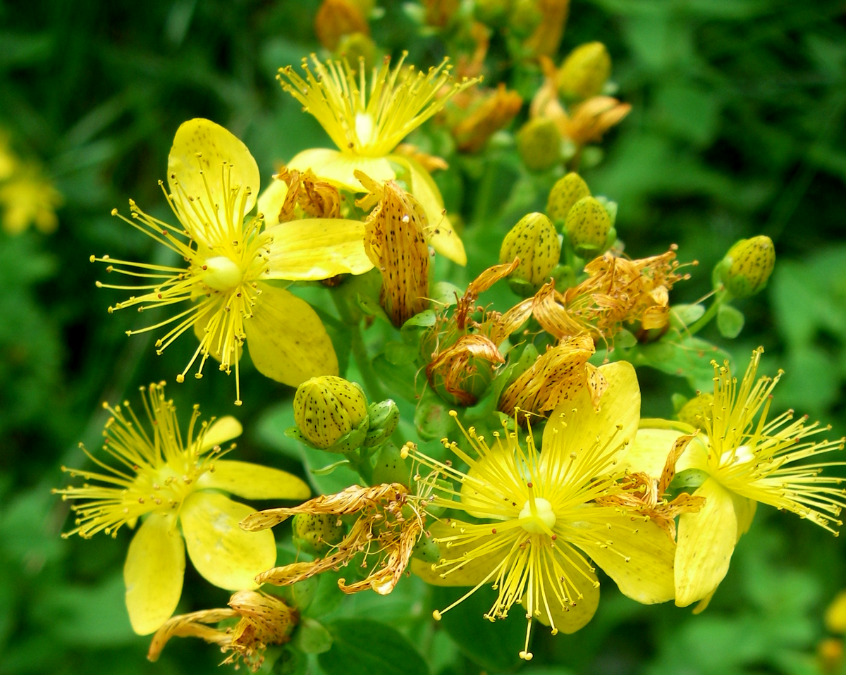st. Johns wort