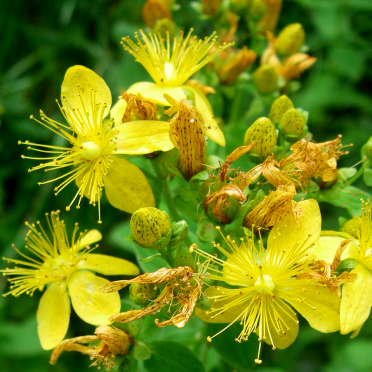 st. Johns wort