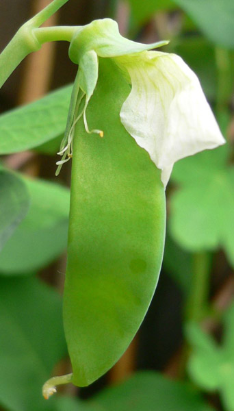 peas