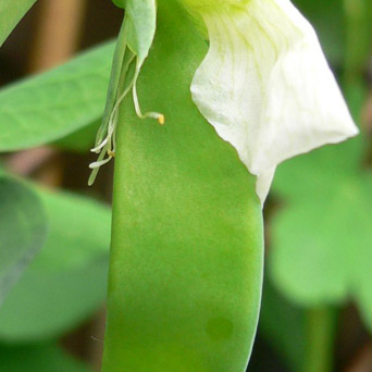 peas