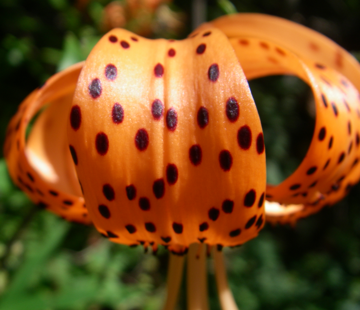 tiger lily